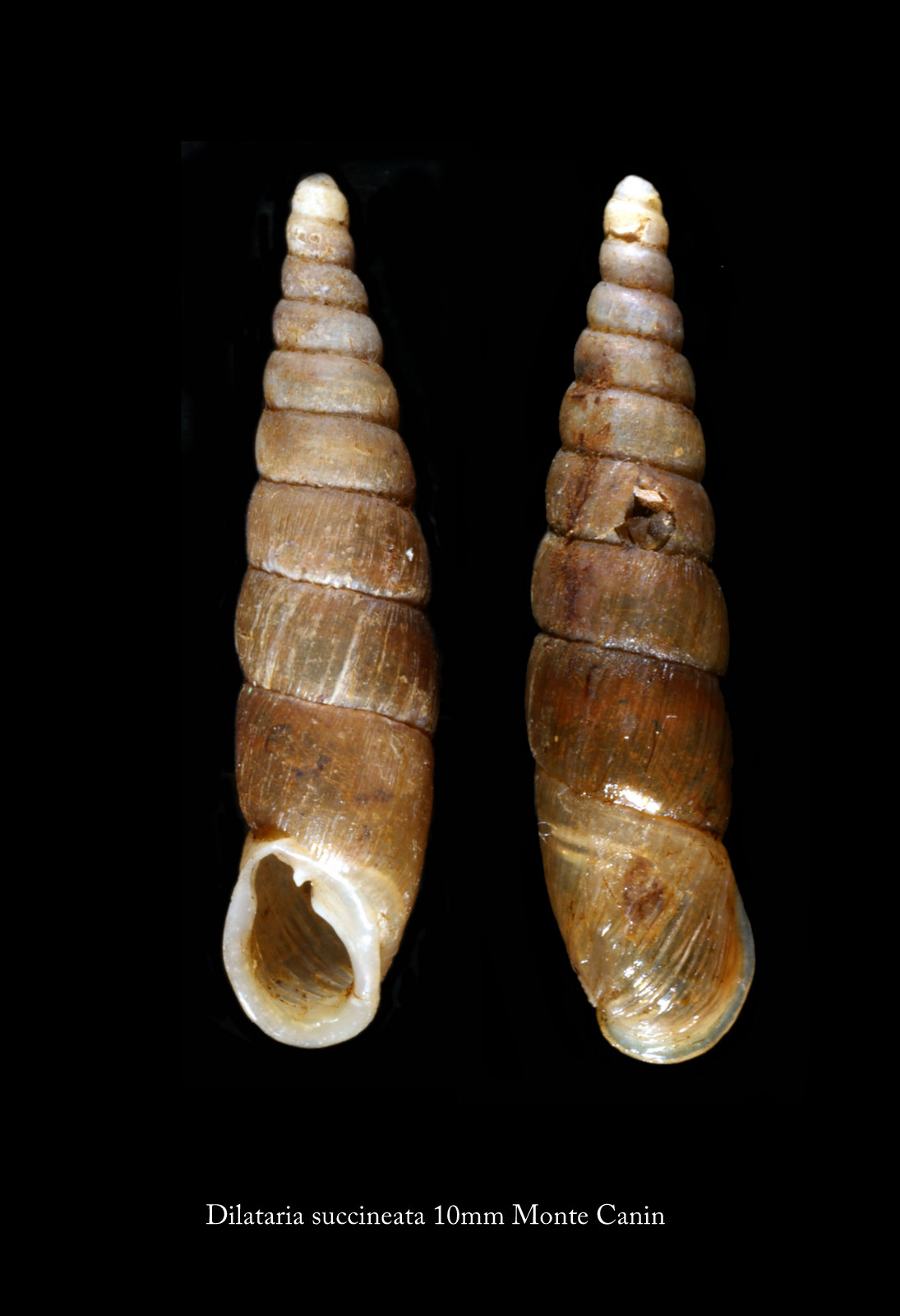Dilataria succineata (Rossmssler, 1836)